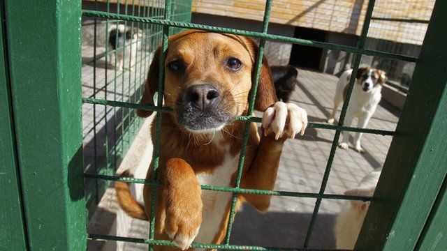 Stray dog at shelter in Uzunu, south of Bucharest - file pic