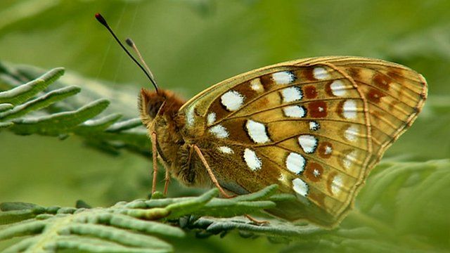 High brown fritillary butterfly