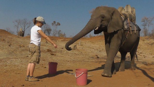 Experimenter with elephant (c) University of St Andrews