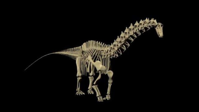 A simulation of the skeleton of the dinosaur Apatosaurus (c) Kent Stevens/ University of Oregon