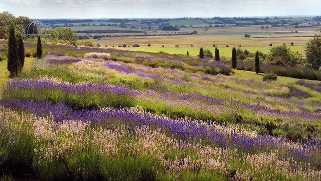 The view over the Vale of York from the Yorkshire Lavender Farm near Terrington, North Yorkshire