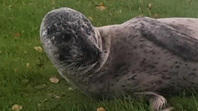 Seal at Beccles quay