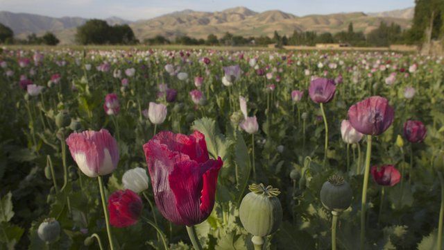 The opium sap from the bulb of the poppy plant is seen in a flowering poppy field