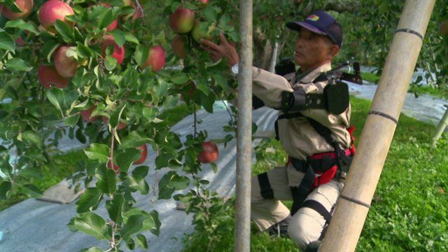 An 68-year-old apple farmer wearing bionic suit picks apples