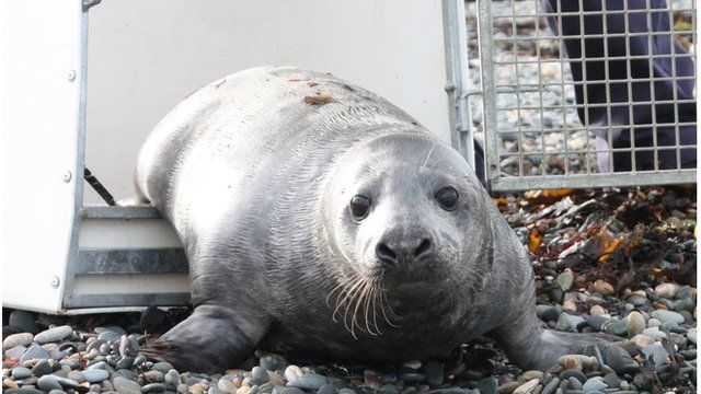 Rescued seal
