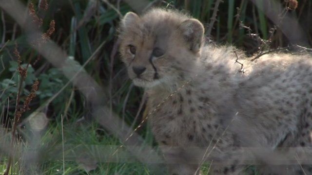 Cheetah cub born at Port Lympne Wild Animal park