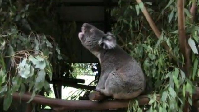 Koala (c) Benjamin Charlton
