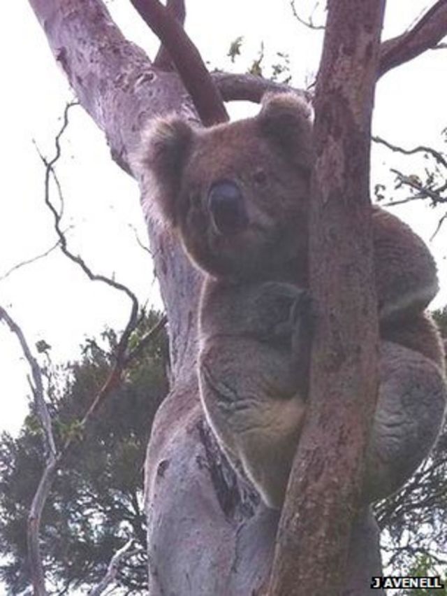 Koalas bellow with unique voice organ - BBC News
