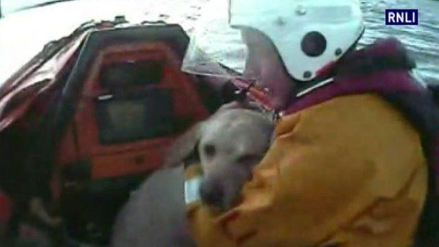 Dog being rescued by lifeboat crew