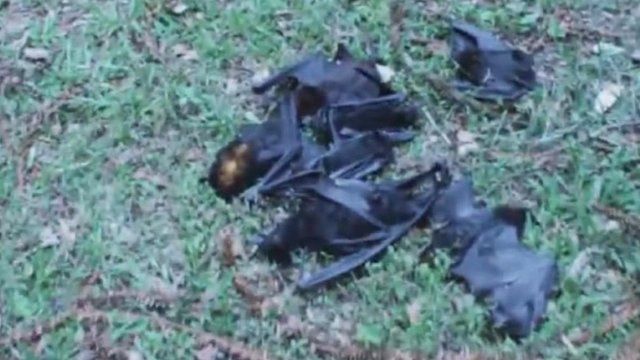 Dead bats in Queensland