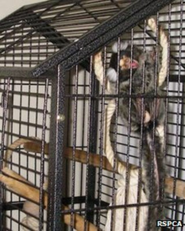 Man handed animal ban over monkey cruelty - BBC News