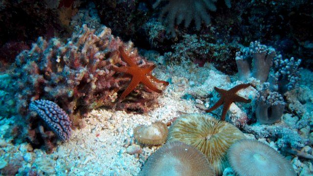 Starfish on a coral reef