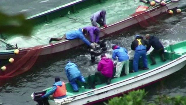 Fisherman slaughter dolphins
