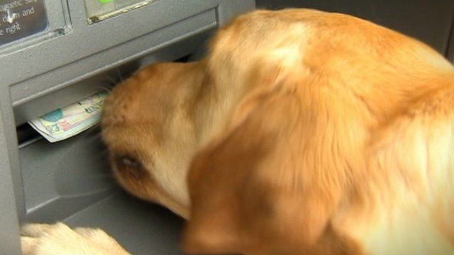 A dog removes money from an ATM