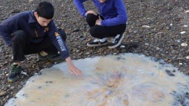 The jellyfish washed up in Tasmania in January 2014