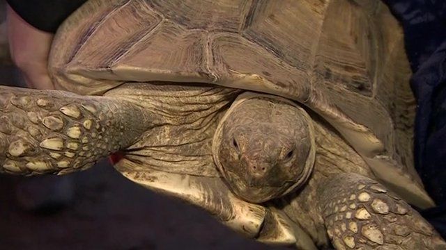 Thieves steal pet tortoise of 40 years from Sunderland garden - BBC News