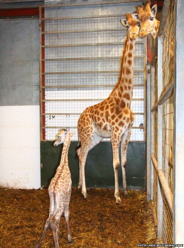 Rare baby giraffe born at zoo in Cumbria - BBC Newsround