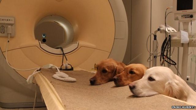 Brain Scans Reveal Dogs' Thoughts