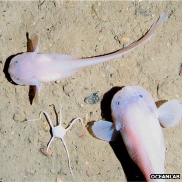 Fishy molecule 'sets depth limit' - BBC News