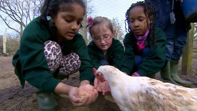 Children feeding a chicken