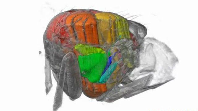 Muscles inside a blowfly (c) Simon Walker/ University of Oxford