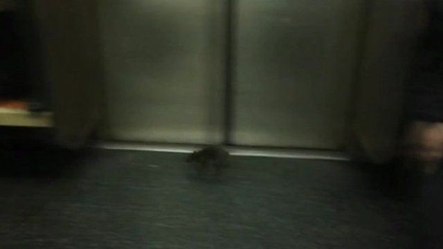 Rat on subway train