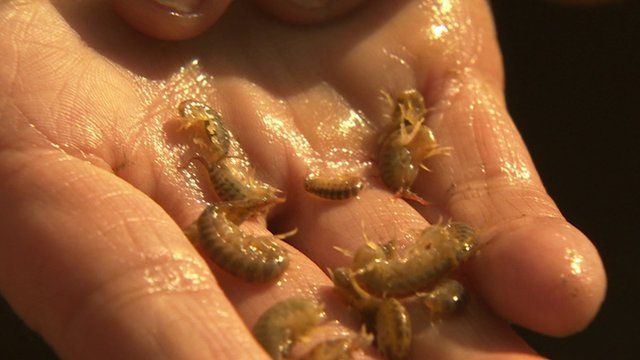 Invasive Demon Shrimp Found In River Churnet Bbc News