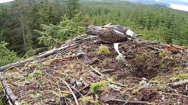 Kielder Forest Osprey Chick Trio Hatch Bbc News