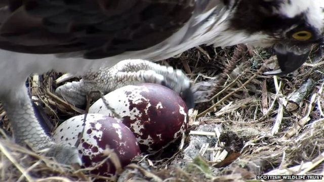 crows nest webcam