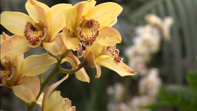 McBean's Orchids in Lewes, East Sussex