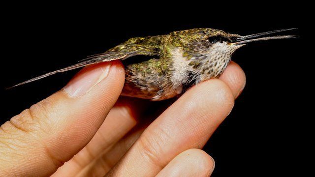 A hummingbird held in a hand