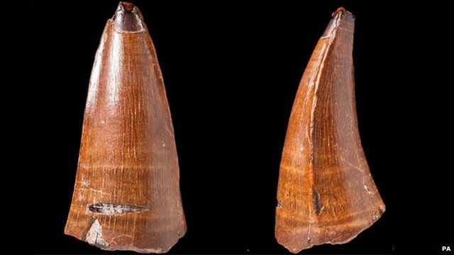The fossilised tooth (front and side) of the Dakosaurus maximus