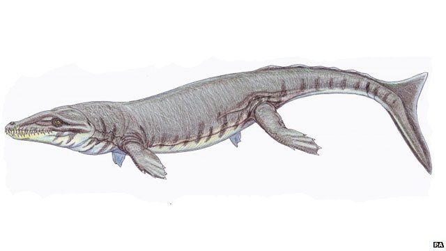 Artist's impression of a Dakosaurus maximus