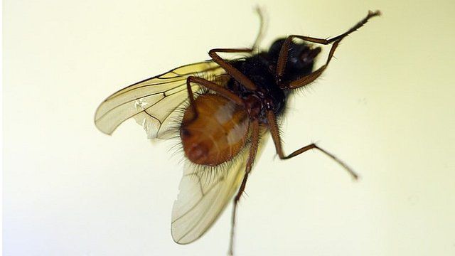 Generic fly