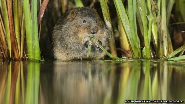 Water vole