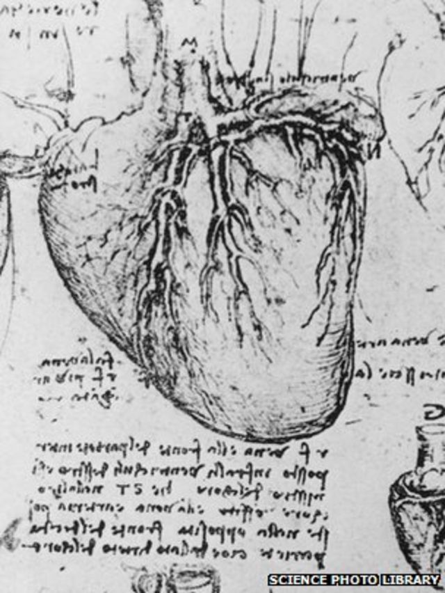 anatomical heart drawing da vinci