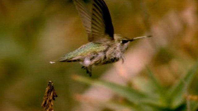 Anna's hummingbird (c) Lentink Group