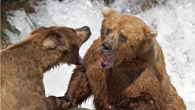 Picture of grizzly bears