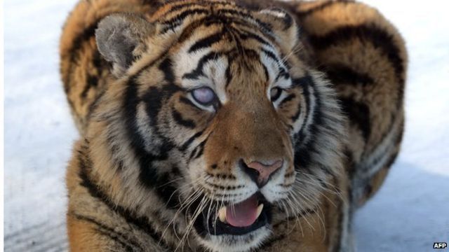 Take a Safe Tiger Selfie From Home? Here's How