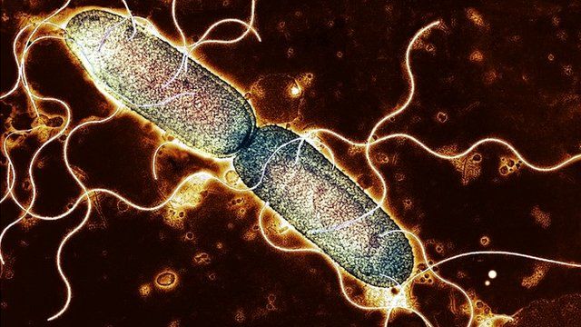 single bacterium dividing into two identical clones