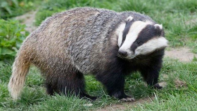 badger-vaccination-scheme-under-way-outside-bovine-tb-high-risk-areas