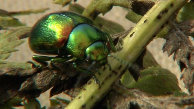 Tansy beetle at Wicken Fen