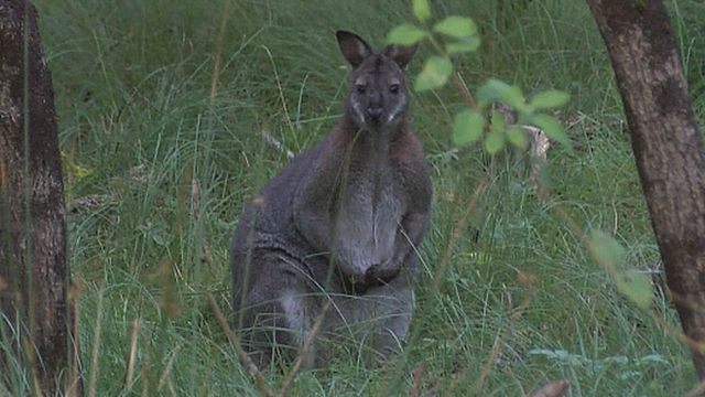 Wallabies are native to Australia and Tasmania