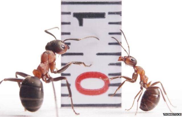 How small are humans in comparison to the earth's size? If the earth were  the size of a basketball, would humans be the size of ants? Or would they  be smaller? 