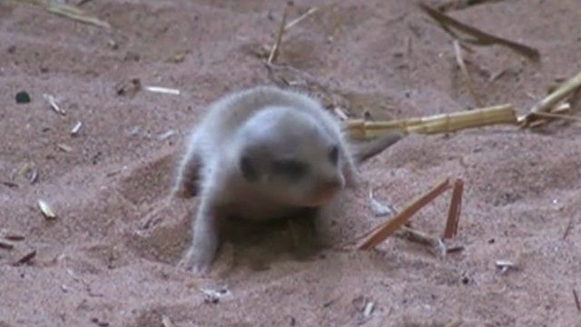 The baby meerkat