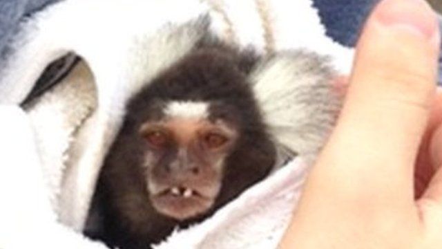 Joey the marmoset monkey