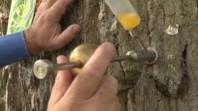 A tree being injected with a garlic solution