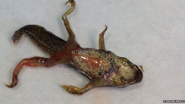 Common midwife toad haemorrhaging