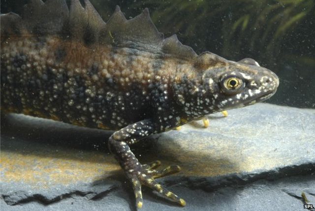 salamanders for sale uk