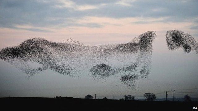 Murmurations can involve up to 50,000 birds or more